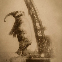 mans_dominion-web-250x250