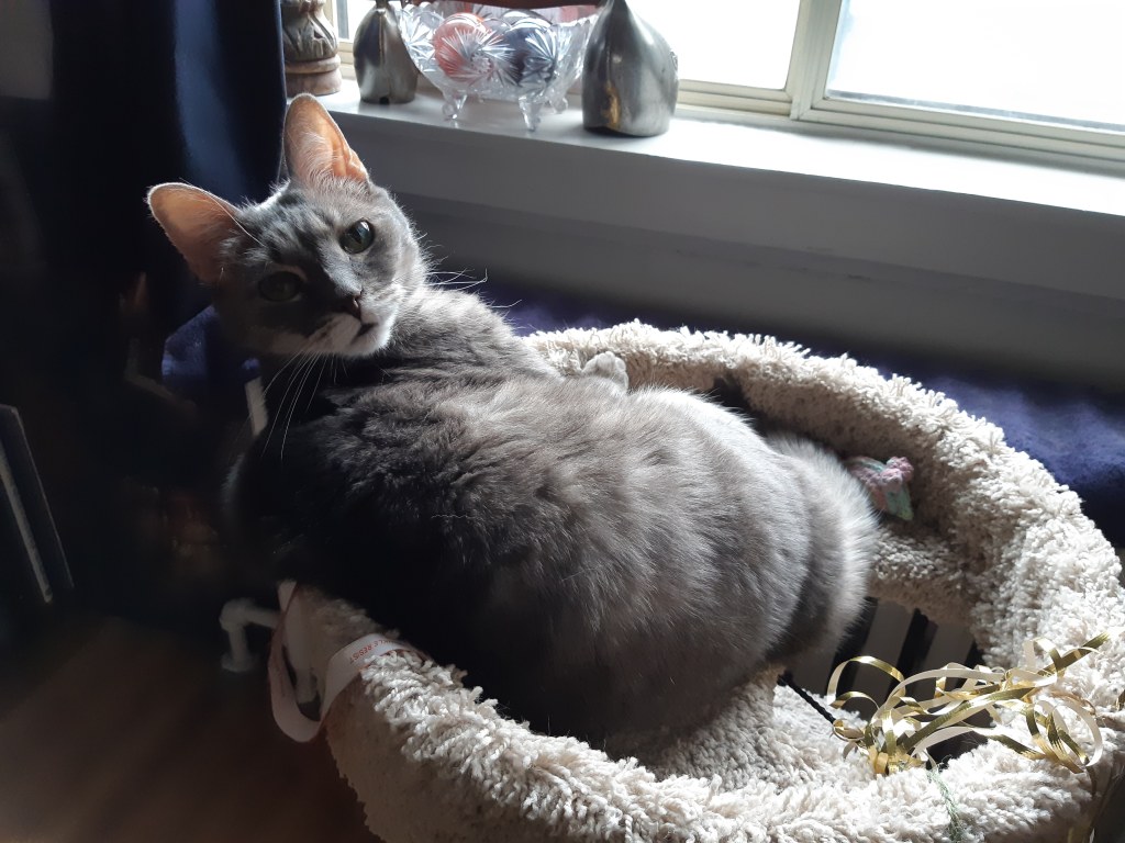 Life lessons from my&nbsp;cat